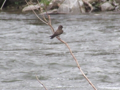 Stelgidopteryx serripennis