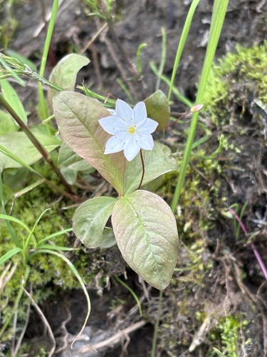 Arctic Starflower