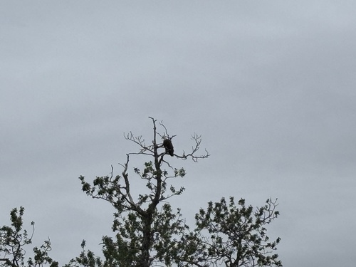 Bald Eagle
