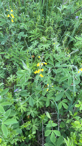Thermopsis lupinoides