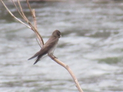 Stelgidopteryx serripennis