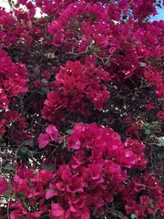 Bougainvillea