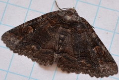 Zale duplicata