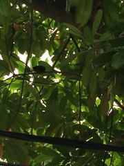 Acridotheres javanicus