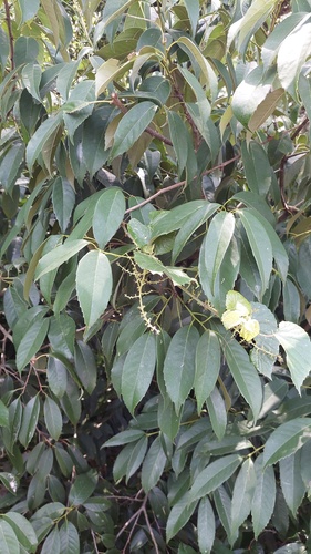 Castanopsis sclerophylla
