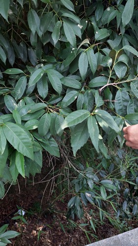 Castanopsis sclerophylla, photograph 2