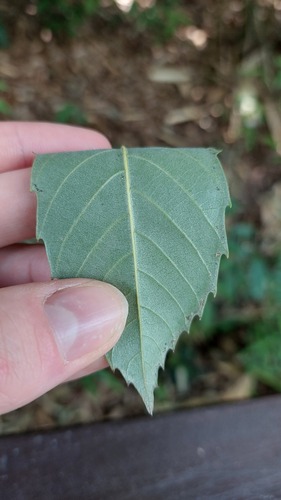 Castanopsis sclerophylla, photograph 4