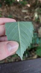 author not stated, no rights reserved Castanopsis sclerophylla, photograph author not stated, no rights reserved