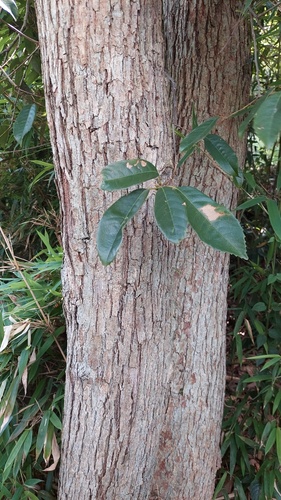 Castanopsis sclerophylla, photograph 3