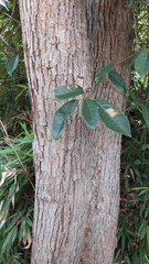 author not stated, no rights reserved Castanopsis sclerophylla, photograph author not stated, no rights reserved