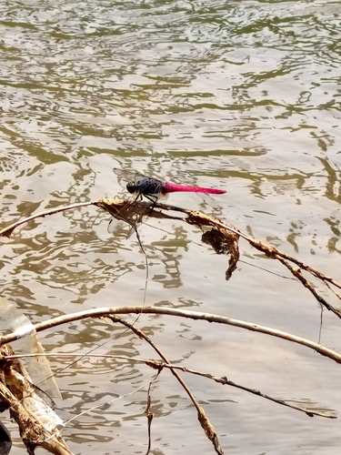Common Red Skimmer