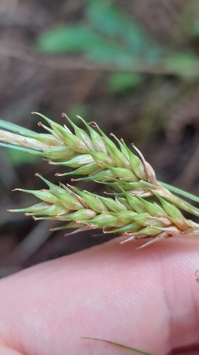 Carex metallica iNat (3)