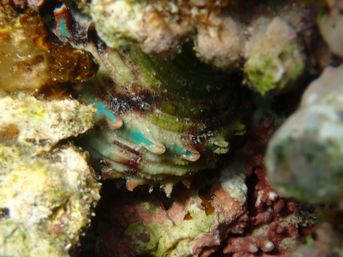 Turbo argyrostomus observed 2026-06-26