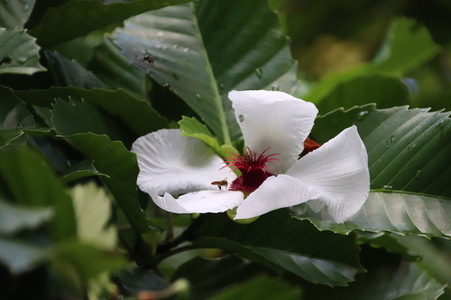 Dillenia philippinensis observed 2026-06-26