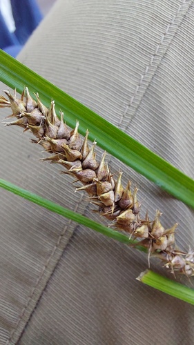 Carex argyi iNat (3)
