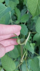 Étienne Lacroix-Carignan, CC0, iNaturalist via GBIF Aristolochia debilis, photograph Étienne Lacroix-Carignan, CC0, iNaturalist via GBIF