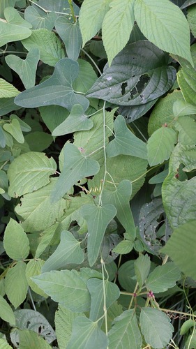 Aristolochia debilis, photograph 2