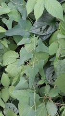 Étienne Lacroix-Carignan, CC0, iNaturalist via GBIF Aristolochia debilis, photograph Étienne Lacroix-Carignan, CC0, iNaturalist via GBIF