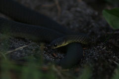 Elapognathus minor