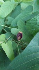 Aristolochia debilis