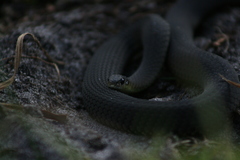 Elapognathus minor