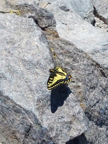 iNaturalist observation photo of Anise Swallowtail