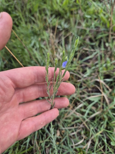 Australian Flax