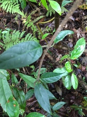 Urceola micrantha