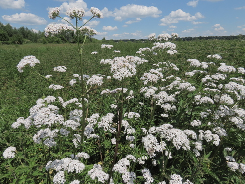 Valeriana stolonifera, photograph 1