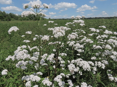 Valeriana stolonifera, photograph (c) Oleksandr Shynder, some rights reserved (CC BY)
