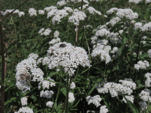 Valeriana stolonifera