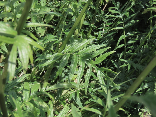 Valeriana stolonifera, photograph 2