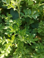 Artemisia princeps