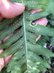 Polypodium calirhiza image