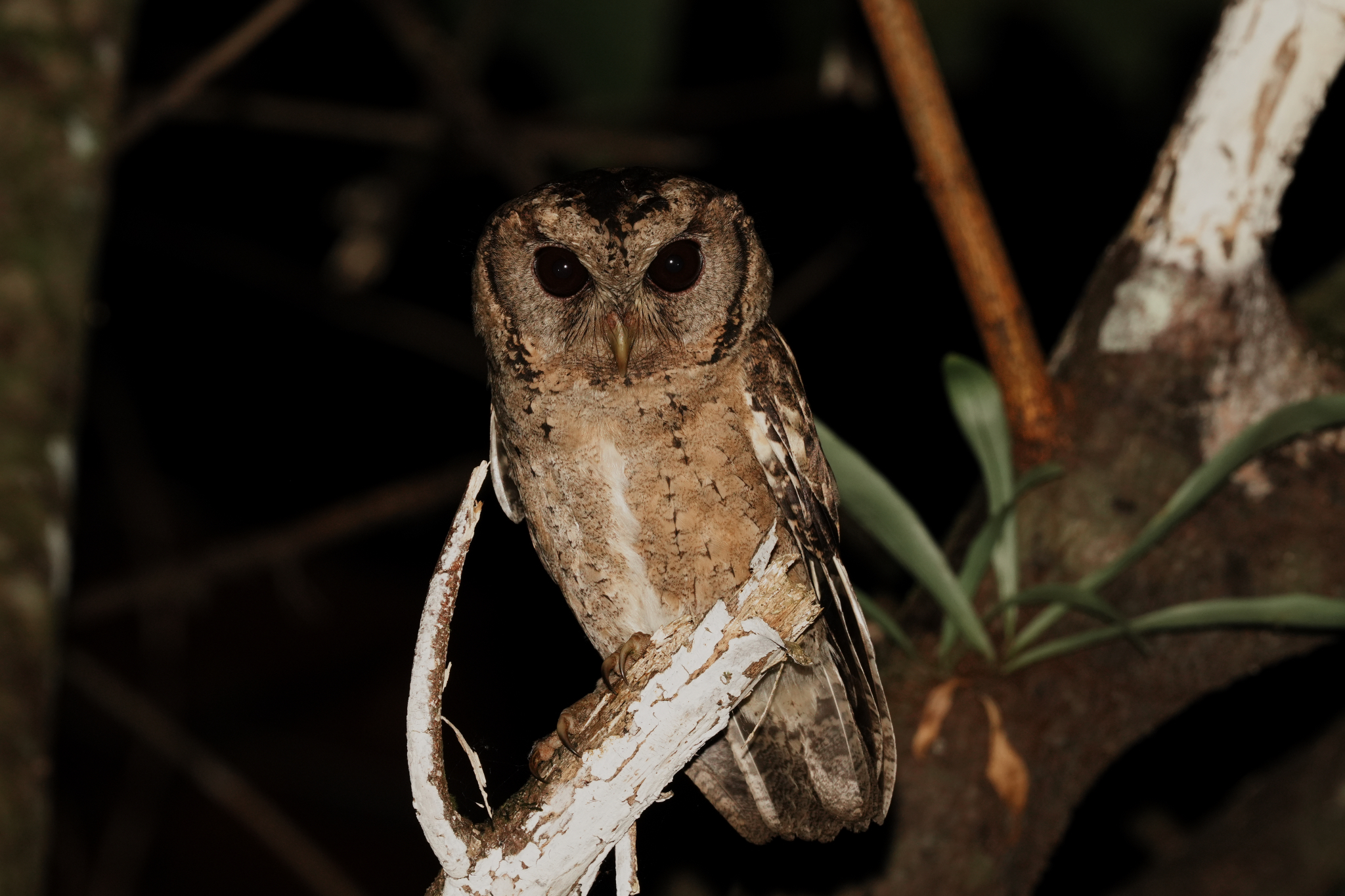Collared Scops Owl (Otus lettia), photo 9