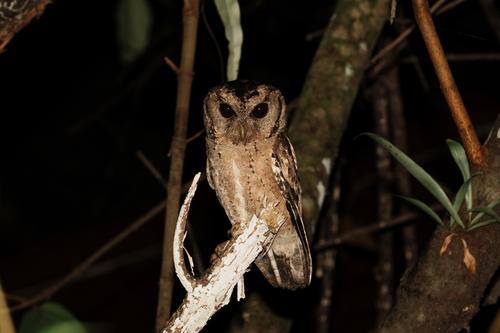 Collared Scops Owl (Otus lettia), photo 9