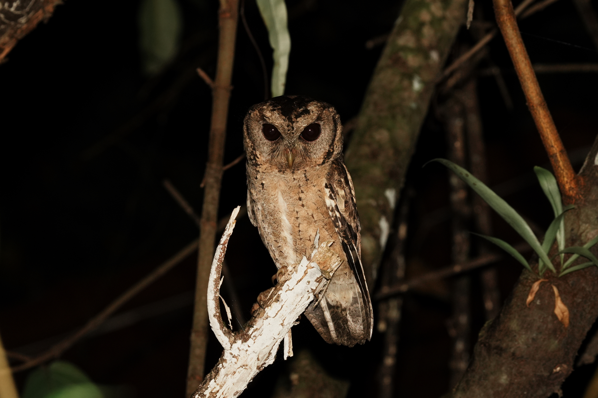 Collared Scops Owl (Otus lettia), photo 10