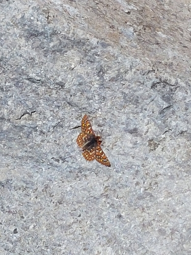 iNaturalist observation photo of Euphydryas