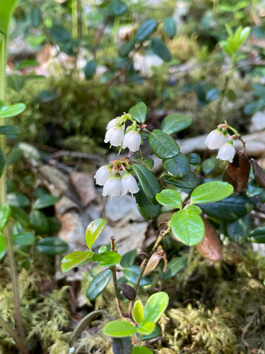 Lingonberry