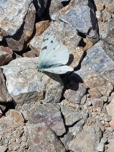 iNaturalist observation photo of Western White