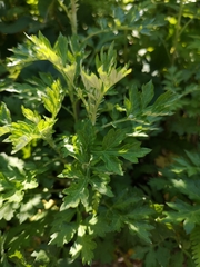 Artemisia princeps