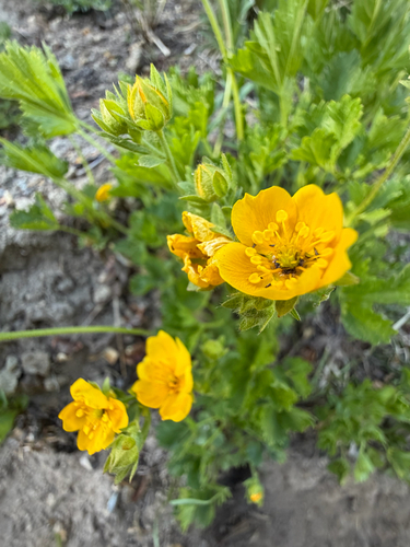 Potentilla flabellifolia, photograph 3