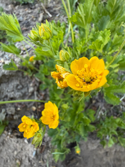 Potentilla flabellifolia, photograph (c) Cody Hinchliff, some rights reserved (CC BY)
