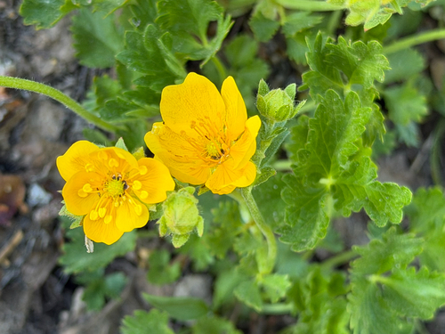 Potentilla flabellifolia, photograph 2