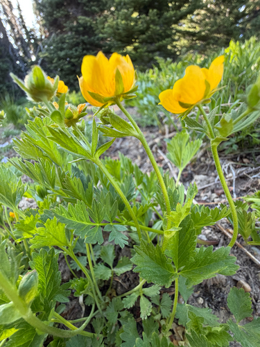 Potentilla flabellifolia, photograph 4