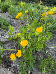 Potentilla flabellifolia, photograph (c) Cody Hinchliff, some rights reserved (CC BY)