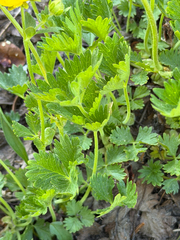 Potentilla flabellifolia, photograph (c) Cody Hinchliff, some rights reserved (CC BY)