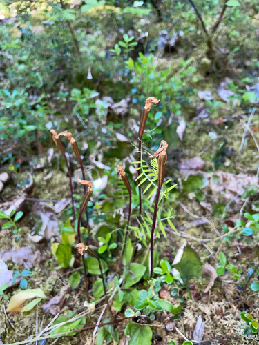 Fairy-slipper