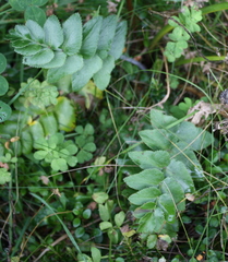 Gingidia montana