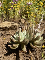 Dudleya attenuata